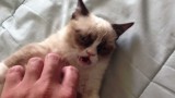 Grumpy cat, il gatto scontroso da 100 milioni di dollari