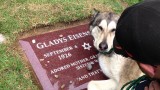 Il cane lupo che piange sulla tomba della nonna