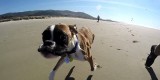 Il cucciolo di boxer con due sole zampe va in spiaggia per la prima volta!