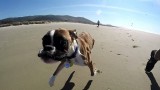 Il cucciolo di boxer con due sole zampe va in spiaggia per la prima volta!