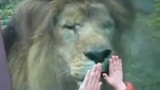 La bambina accarezza il leone dietro il vetro, e guardate il felino cosa fa