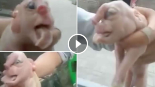 In Cina nasce un altro maiale con la faccia umana