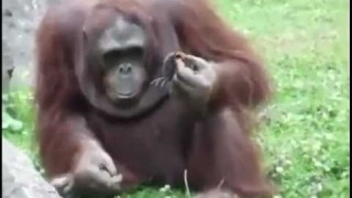 Un orango gentile cerca di salvare un uccellino appena nato, che sta annegando