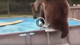 Un orso grizzly che fa un tuffo dopo l’altro divertendosi come un bambino