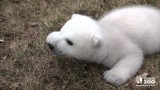 Orso polare di 2 mesi che non sa ancora camminare