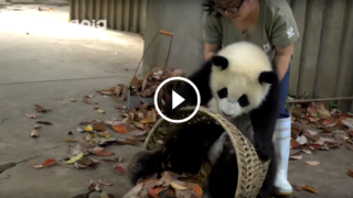 Che fatica tenere a bada i panda! sono simpatici ma molto dispettosi 😂😂😂