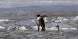 La compilation delle cadute, la dura vita da pinguino
