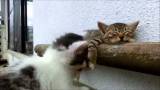 Questo è il video sui gatti più bello di tutti!