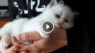 Sapete perchè questo gatto viene chiamato “Bambola di pezza” o “Cherubino”?