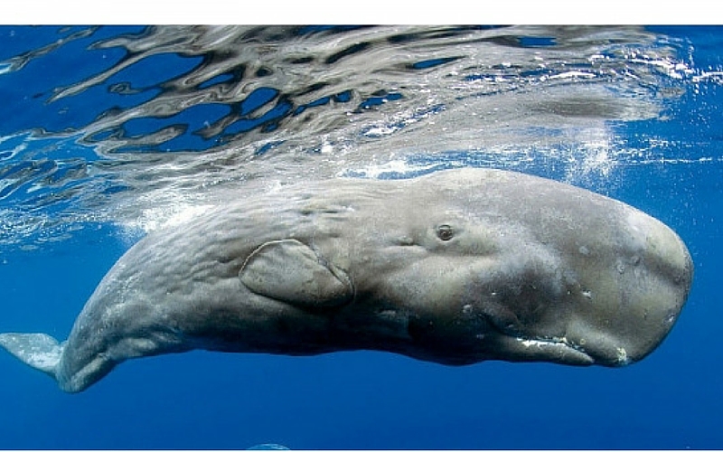 ritrovamento-spiaggia-vomito-balena