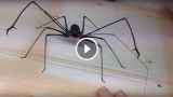 Un ragno gigante impressionante