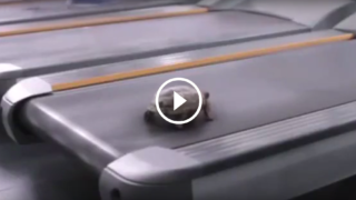 Cosa fa una tartaruga sul tapis roulant?