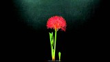 The Dancing Flower – Il fiore danzante