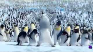 The Penguin Song Happy Birthday