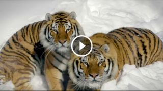 LE TIGRI NELLA NEVE COME NON LE AVETE MAI VISTE PRIMA – Le spettacolari immagini di 2 tigri riprese da un drone