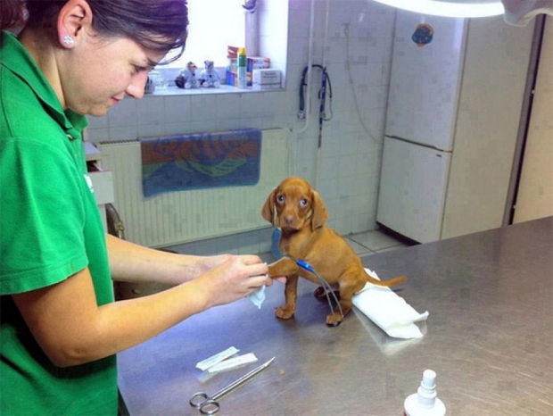 dal veterinario