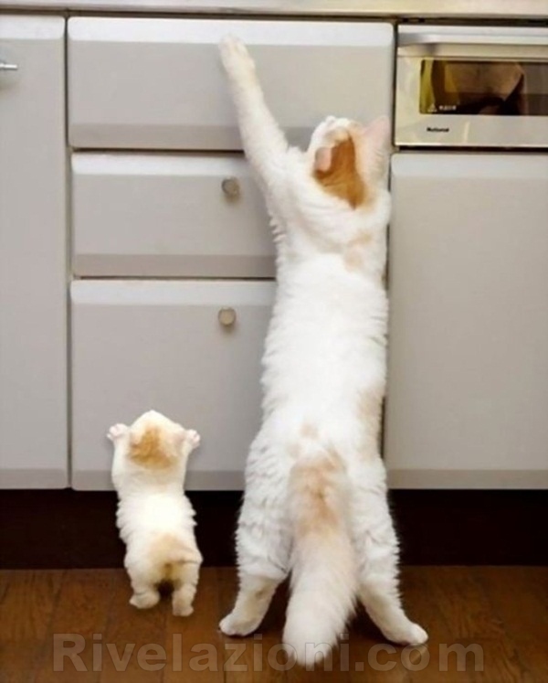 tale padre tale figlio