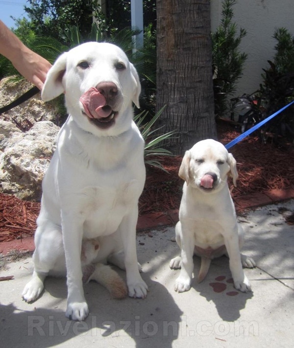 tale padre tale figlio