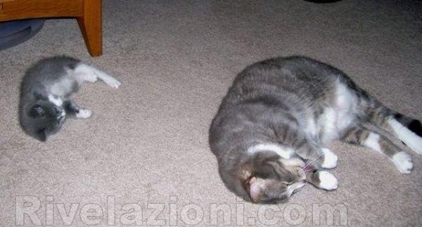 tale padre tale figlio