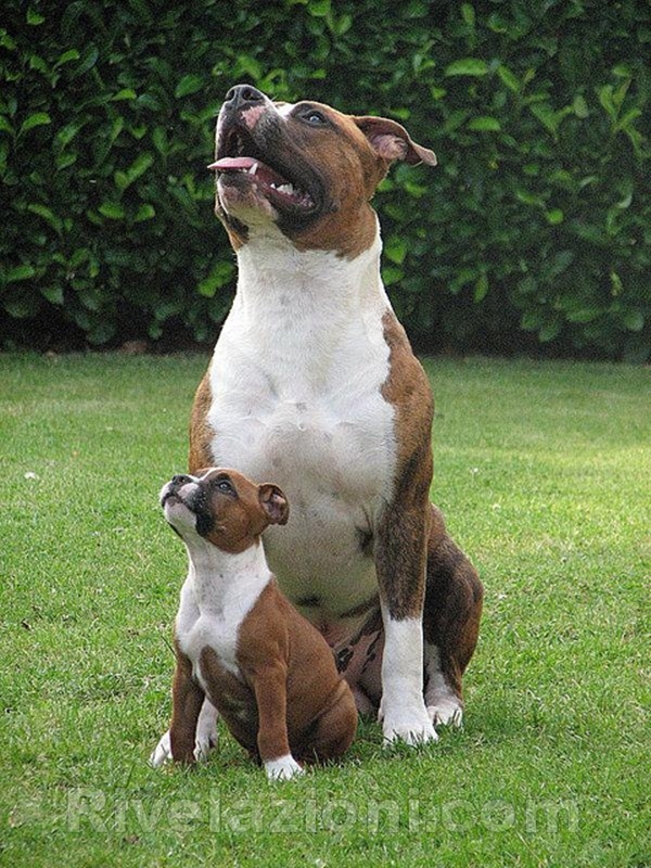 tale padre tale figlio