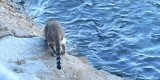 COSA STA CERCANDO IN ACQUA QUESTO GATTO?