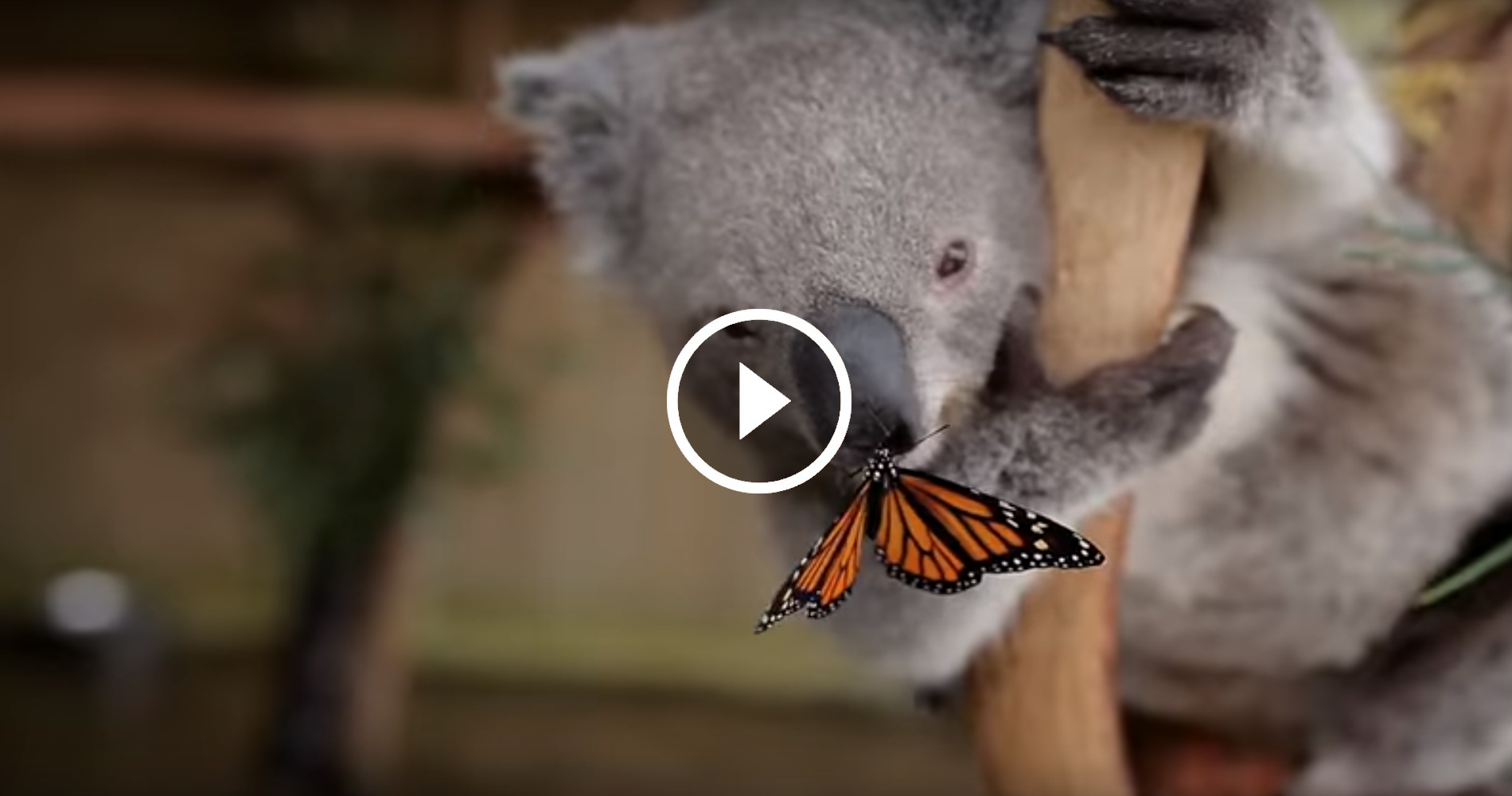 Dumb koala video