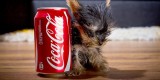 Il cane pi piccolo del mondo