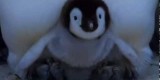 Piccoli pinguini che muovono i primi passi
